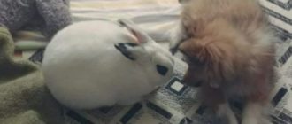 Der Besitzer war überrascht, etwas Besonderes zwischen seinem Hund und dem Kaninchen zu sehen