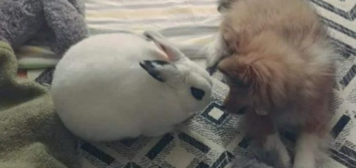 Der Besitzer war überrascht, etwas Besonderes zwischen seinem Hund und dem Kaninchen zu sehen