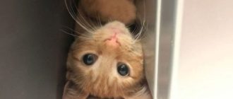 Die Katze sorgt im Internet für Aufsehen, dank einer Notiz, die ihre Besitzer in den Kühlschrank legen.  Es ist interessant!