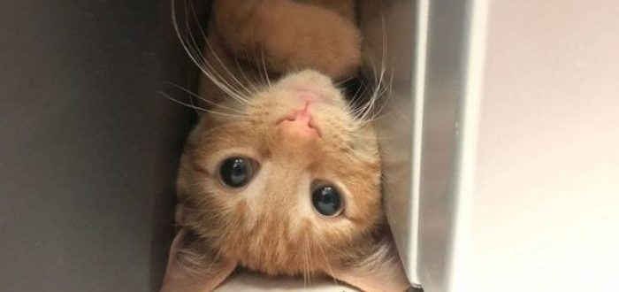 Die Katze sorgt im Internet für Aufsehen, dank einer Notiz, die ihre Besitzer in den Kühlschrank legen.  Es ist interessant!