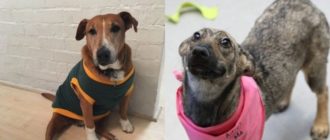 Diese Hunde mit einer traurigen Vergangenheit sind endlich wieder vereint und sehr glücklich