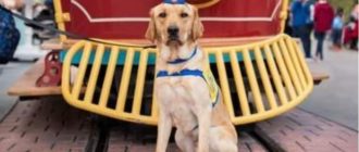 Dieser freundliche Hund erscheint in Disneyland und trifft seine Lieblingshelden