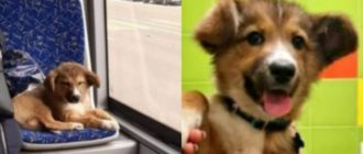 Ein ausgesetzter Hund, der in einen Bus stieg und den ganzen Tag unterwegs war