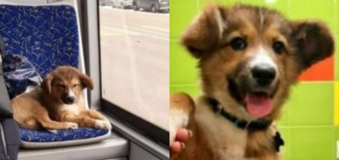 Ein ausgesetzter Hund, der in einen Bus stieg und den ganzen Tag unterwegs war