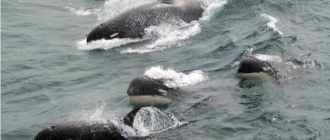 Ein mysteriöser neuer Orca wurde gerade in gefährlichen Gewässern gefunden