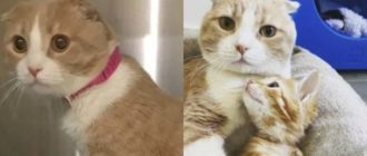 Eine freundliche Rettungskatze, die anderen Katzen hilft, die die Tierklinik besuchen