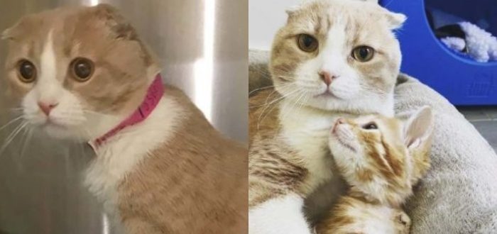 Eine freundliche Rettungskatze, die anderen Katzen hilft, die die Tierklinik besuchen