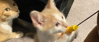 Eine schwangere rote Katze wird gerettet, sie überwindet mehrere Hindernisse und jetzt wird ihre ganze Familie adoptiert