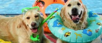Hunde, die mitfeiern und Spaß haben wollten