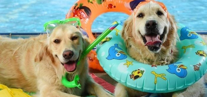 Hunde, die mitfeiern und Spaß haben wollten
