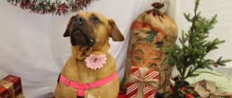 Shelters ältester Hund bittet den Weihnachtsmann um ein Zuhause für immer