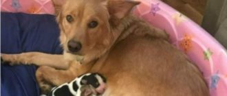 Ungewöhnliche und unerwartete Jungen wurden einem Golden Retriever-Hund geboren.