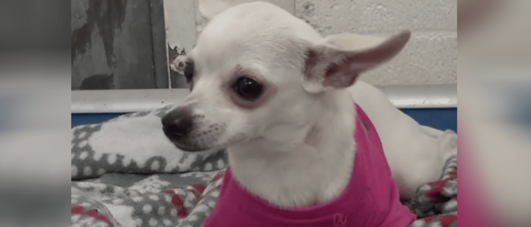 12 Monate alter Chihuahua besuchte High Kill Shelter und trug seinen rosa Lieblingspullover, weint vor dem Schlafen