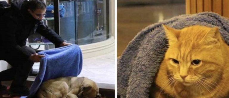 Im Winter opfert ein mitfühlender Zahnarzt seine Freizeit, um sich um Hunde und Streuner zu kümmern.