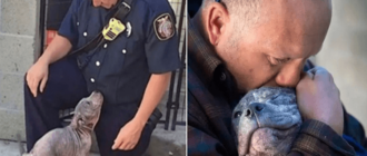Abgeworfener Pitbull-Welpe, der von einem Feuerwehrmann adoptiert wurde, der sie rettete