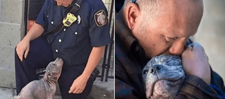 Abgeworfener Pitbull-Welpe, der von einem Feuerwehrmann adoptiert wurde, der sie rettete