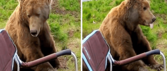 Bear wacht aus seinem Nickerchen auf und geht zu einem Wohnmobil und setzt sich direkt daneben