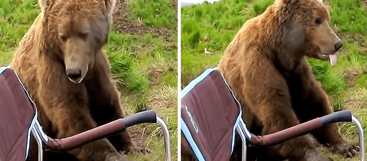 Bear wacht aus seinem Nickerchen auf und geht zu einem Wohnmobil und setzt sich direkt daneben