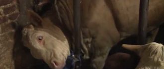 Bull war sein ganzes Leben lang eingesperrt – der Moment seiner Freilassung ist wunderschön anzusehen