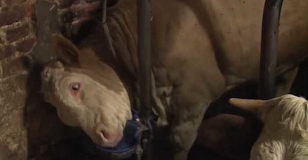 Bull war sein ganzes Leben lang eingesperrt – der Moment seiner Freilassung ist wunderschön anzusehen