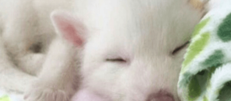 Das Mädchen kaufte einen süßen weißen Welpen.  Er wuchs auf und entpuppte sich nicht als Hund, sondern als einzigartiges Wildtier