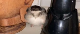 Das Schlafzimmer des Paares wird von einem ganzen Vogelschwarm überfallen