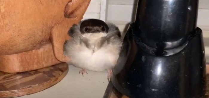 Das Schlafzimmer des Paares wird von einem ganzen Vogelschwarm überfallen