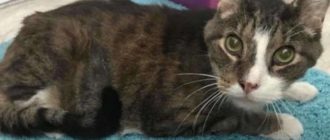 Le chat de 26 ans n’avait nulle part où aller jusqu’à ce qu’une femme le voie