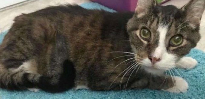 Le chat de 26 ans n’avait nulle part où aller jusqu’à ce qu’une femme le voie