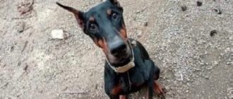 Der Besitzer brachte einen Dobermann für eine Weile ins Tierheim, während er das Haus fertig baute, aber nie zurückkam, um ihn abzuholen