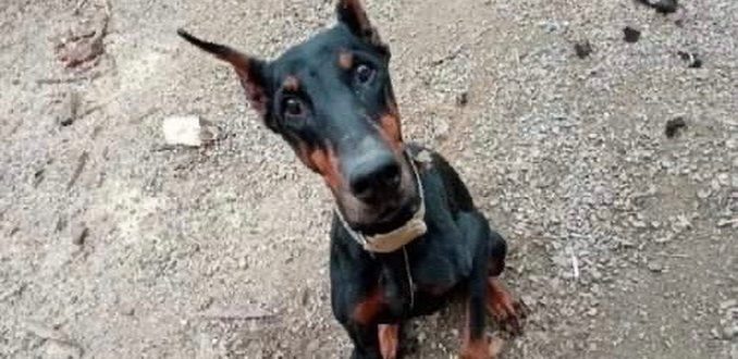 Der Besitzer brachte einen Dobermann für eine Weile ins Tierheim, während er das Haus fertig baute, aber nie zurückkam, um ihn abzuholen