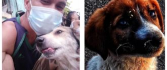 Der Hund, der 3 Monate verschollen war, konnte seine Aufregung nicht verbergen, als sein Vater ihn fand und weinte