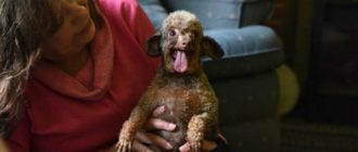 Der Hund hat sein ganzes Leben in einem kleinen Käfig in einem Keller gesessen und ist jetzt glücklich