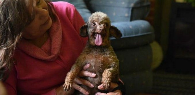 Der Hund hat sein ganzes Leben in einem kleinen Käfig in einem Keller gesessen und ist jetzt glücklich