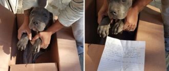Der Junge brachte seinen Welpen in ein Tierheim, um ihn davor zu bewahren, von seinem Vater geschlagen zu werden