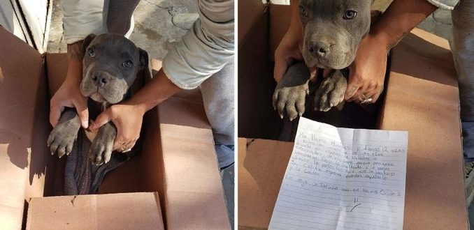 Der Junge brachte seinen Welpen in ein Tierheim, um ihn davor zu bewahren, von seinem Vater geschlagen zu werden