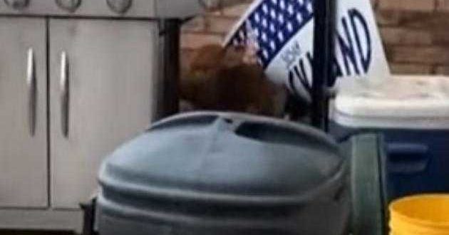 Der Typ brachte nachts einen streunenden Hund nach Hause, aber am Morgen stellte sich heraus, dass es kein Hund war