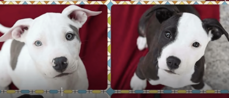 Der missbrauchte Pitbull sieht seinen Bruder wieder und bittet ihn, seinen gebrochenen Geist zu trösten