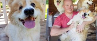 Le chien né avec un œil et deux nez, a été sauvé de l’euthanasie et vit aujourd’hui sa meilleure vie