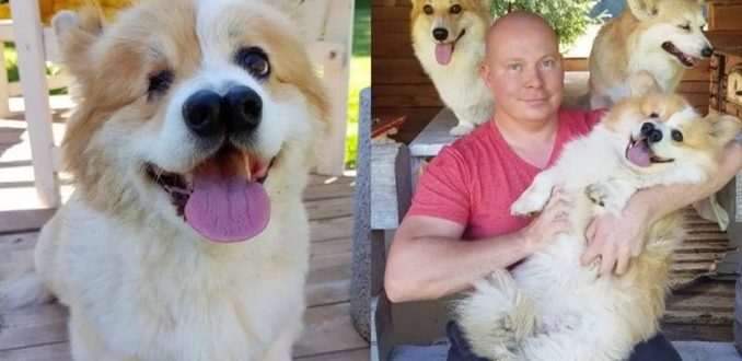 Le chien né avec un œil et deux nez, a été sauvé de l’euthanasie et vit aujourd’hui sa meilleure vie
