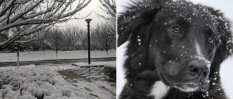 Die 87-jährige Frau wurde vom Nachbarshund aus dem Schnee gerettet