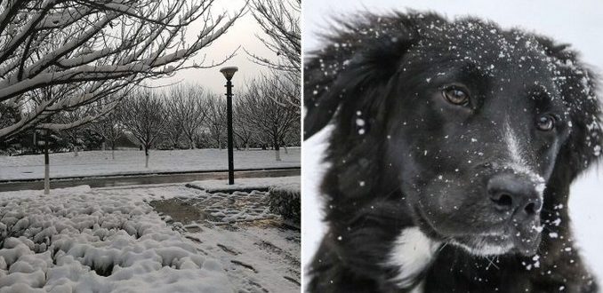 Die 87-jährige Frau wurde vom Nachbarshund aus dem Schnee gerettet