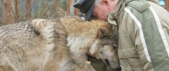 Die Lupe kam, um nach Futter zu fragen, und der Förster hatte Mitleid mit ihr: Zwei Monate später kamen drei Wölfe ins Dorf