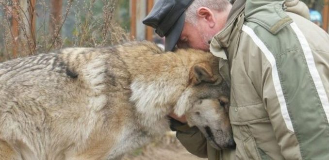 Die Lupe kam, um nach Futter zu fragen, und der Förster hatte Mitleid mit ihr: Zwei Monate später kamen drei Wölfe ins Dorf