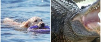 La vieille femme a combattu le crocodile pour sauver son adorable chien