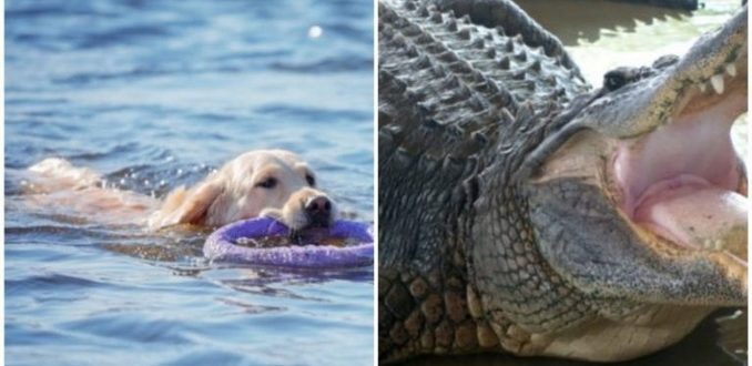 La vieille femme a combattu le crocodile pour sauver son adorable chien