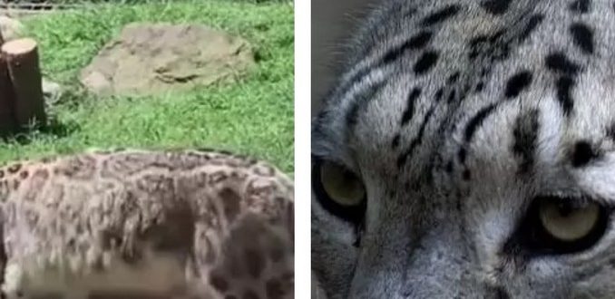 EIN INTERESSANTES SPIEL EINER MUTTER LEOPARD MIT IHREM KLEINEN