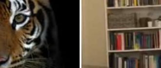 EINE KATZE, DIE IM FERNSEHEN AUF EINEN LÖWEN REAGIERT, IST DIE DOSIERUNG AN LIEBE, DIE SIE BRAUCHEN