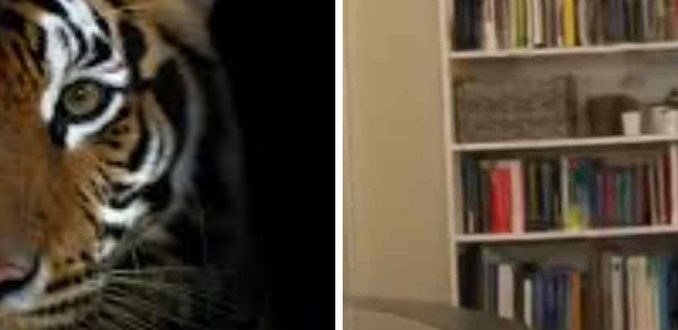 EINE KATZE, DIE IM FERNSEHEN AUF EINEN LÖWEN REAGIERT, IST DIE DOSIERUNG AN LIEBE, DIE SIE BRAUCHEN