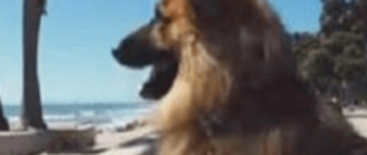 Ein Deutscher Schäferhund, der fünf Jahre an einer Kette verbrachte, sah zum ersten Mal den Ozean.  Die Reaktion ist großartig
